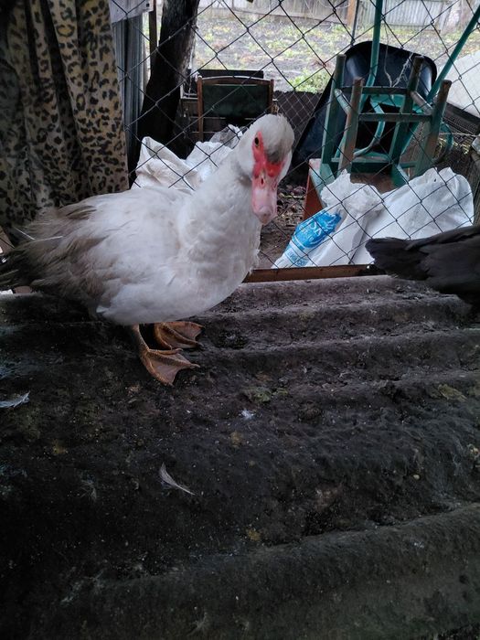 Продам домашню птицю