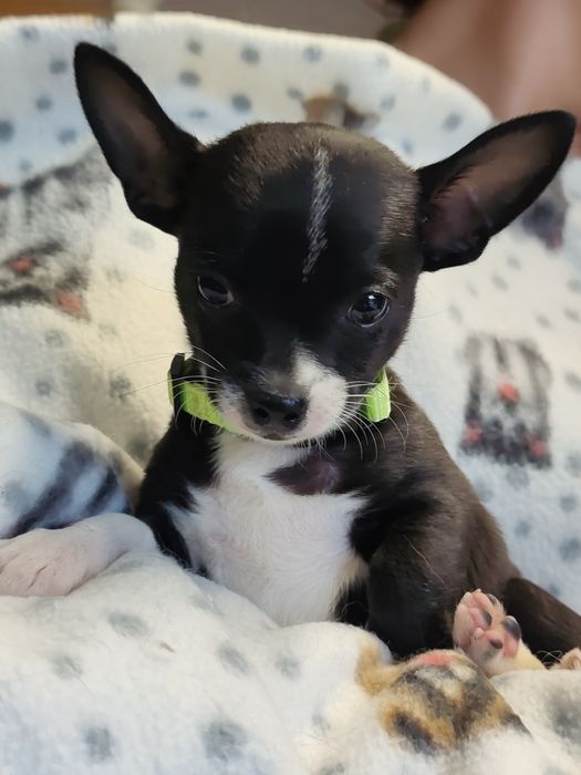 Chihuahua muito fofo