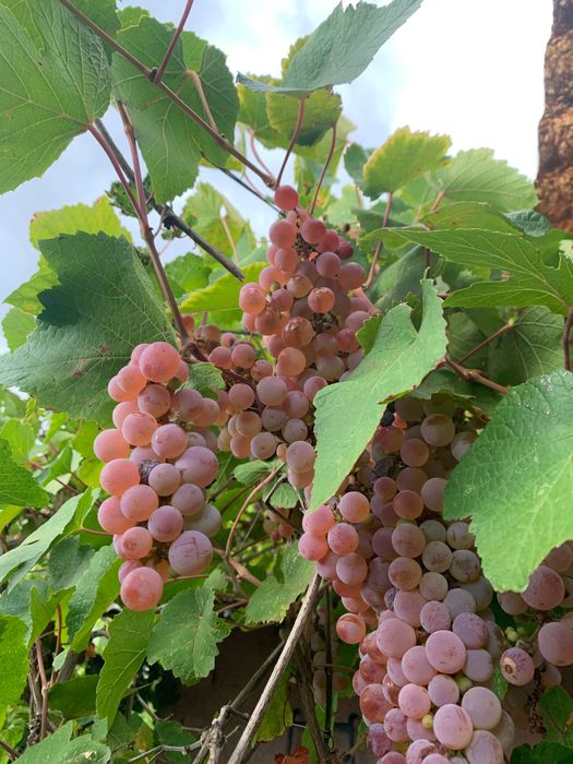 Продаю виноград: «Молдова», «Днестровский розовый», «Кудерка».