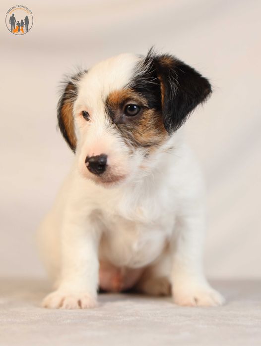 Jack Russell Terrier ZKwP FCI po Championie