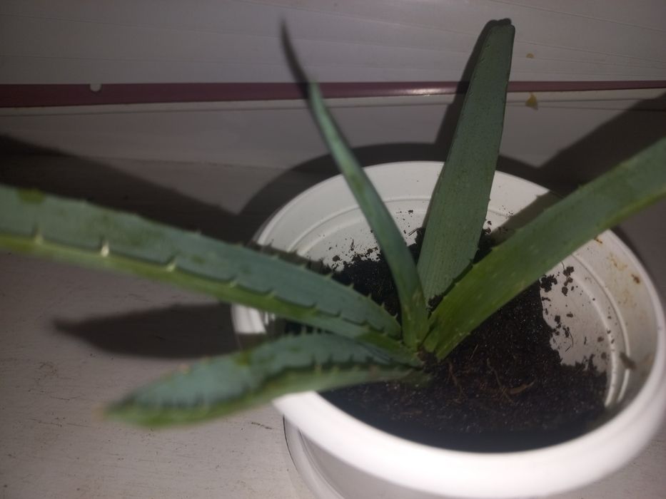 Вазони різні-лимон,традесканція,алоє,40грн