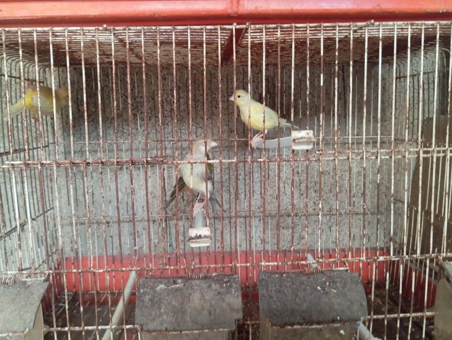 Vendo canários de raças variadas