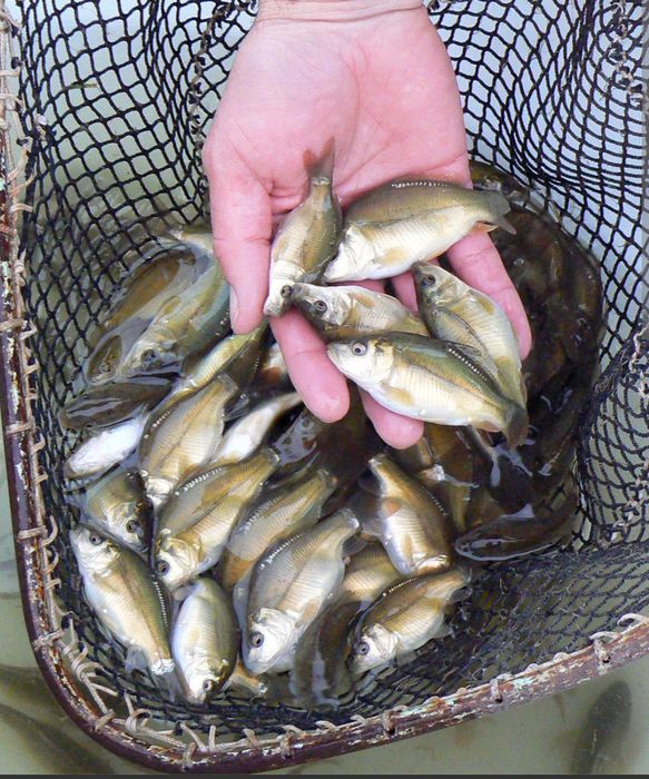 Narybek Karp Amur Tołpyga Lin Jesiotr Karaś Ryby do stawów