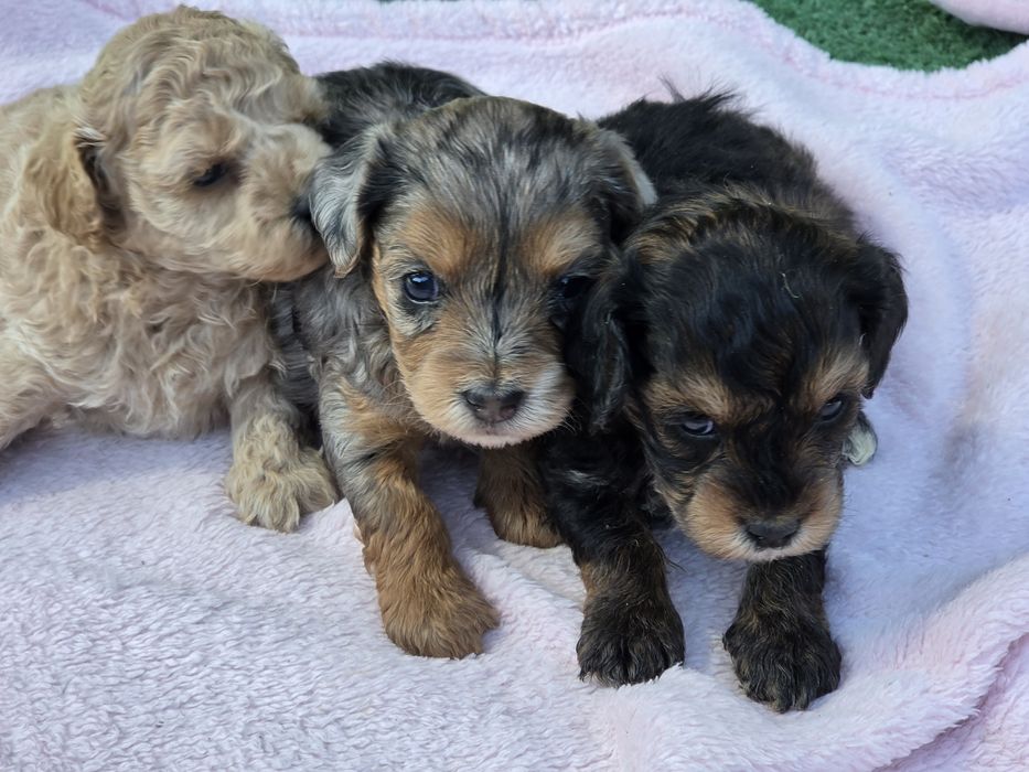 Szczenię maltipoo z metryką