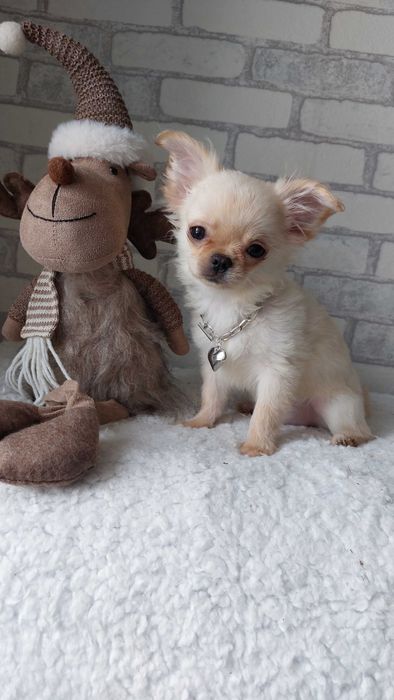 довгошерсті Чихуахуа Хлопчики з документами КСУ/FCI