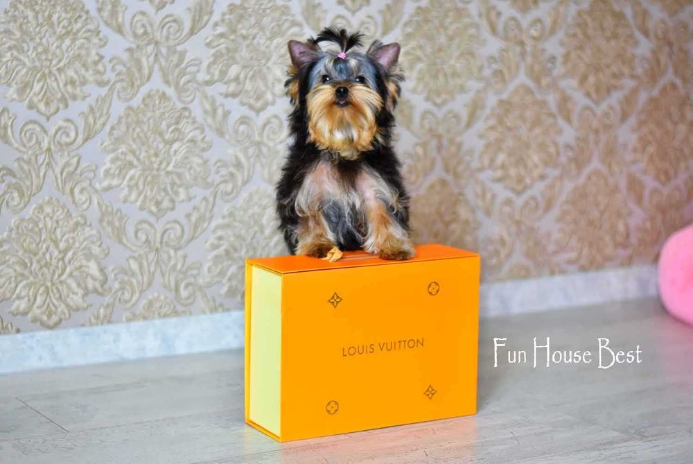 Мини эксклюзивчик - шикарная девочка йорк с очень густой шерстью!