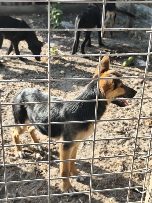Cães para doar/ 2 machos / 1 fêmea