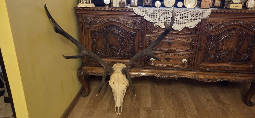 Duże rogi,  bardzo dobry stan