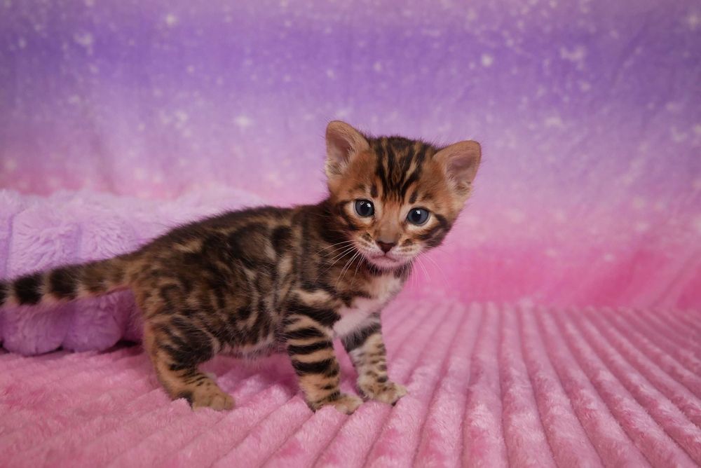 Przepiekna koteczka bengalska