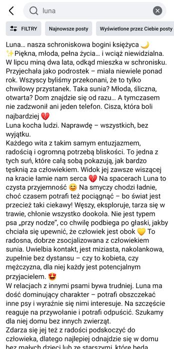 Luna młoda, energiczna, wesoła Szuka domu Schronisko Nadzieja Napierki
