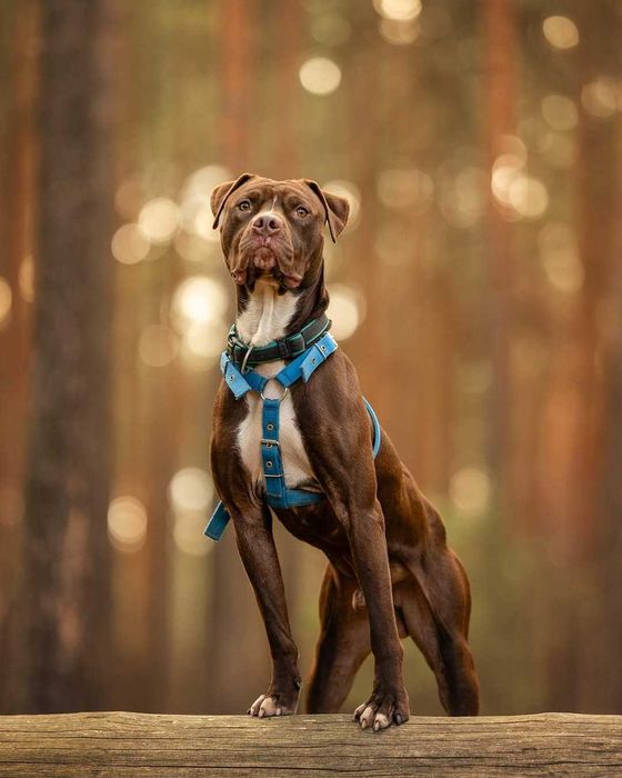 Magnus w typie pitbulla szuka domu!