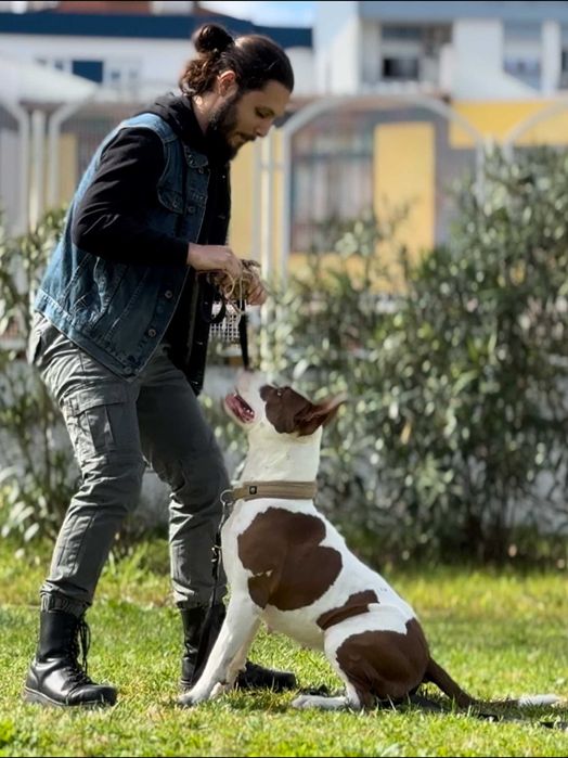 Treinador de Cães | Obediência | Pet Sitting | Passeios