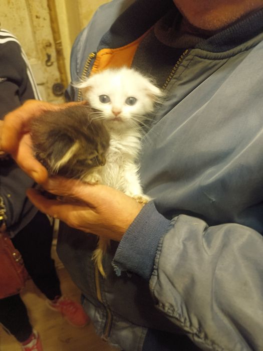 Котята скоттиш фолд