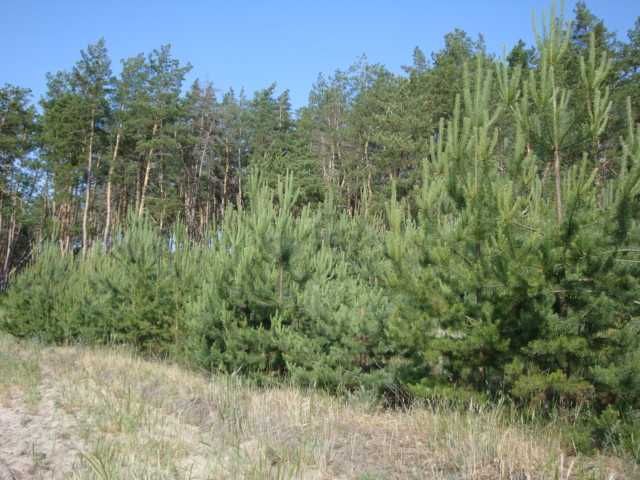 Продам квартиру на опушке соснового леса