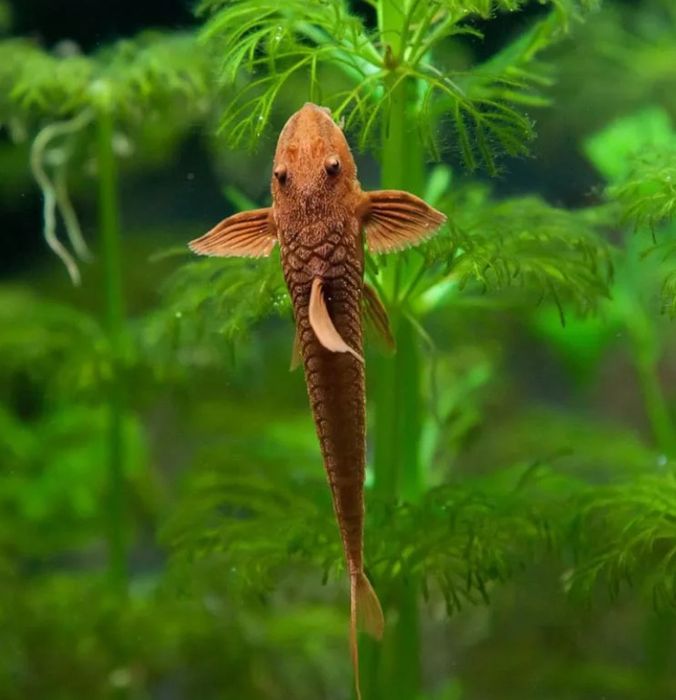 Лорикарія червона рибка акваріумна