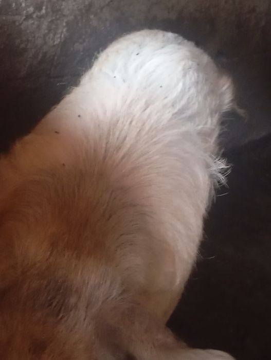 Porco  com 1 ano  caseiro