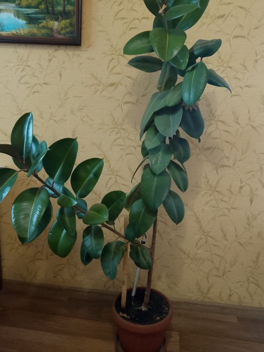 Фикус домой и в офис.