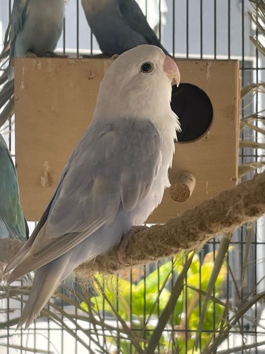 Agapornis roseicollis fêmea sexada