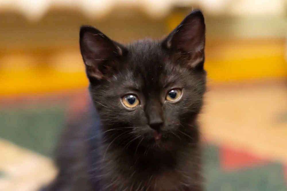 Котёнок девочка ищет добрых людей