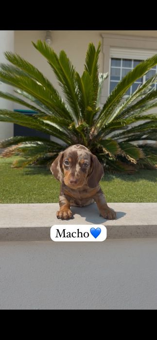 Teckel miniatura macho
