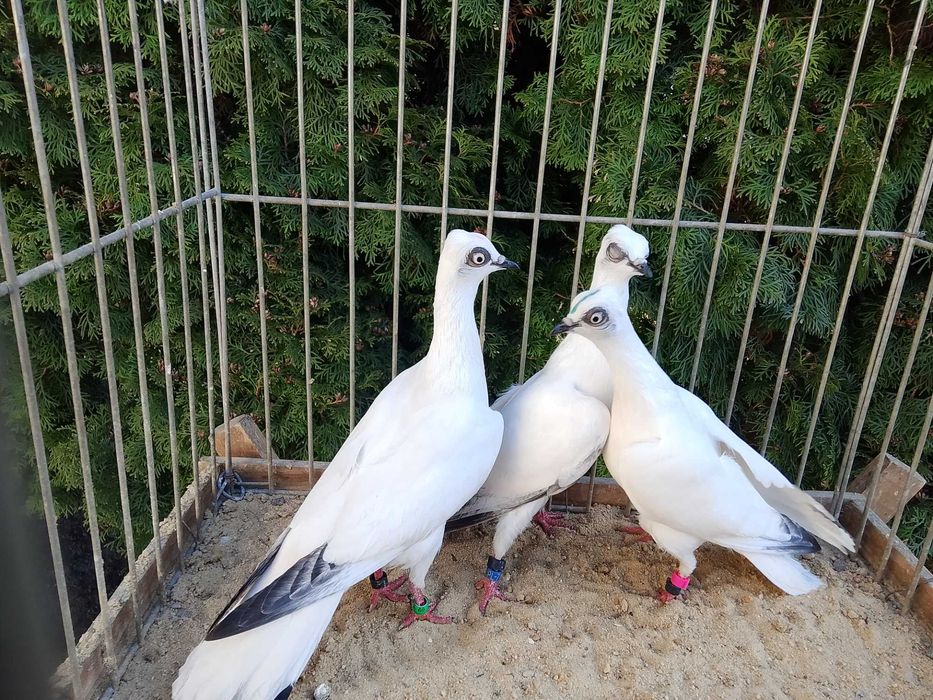 Wiedeńskie Białe Młode (2025)