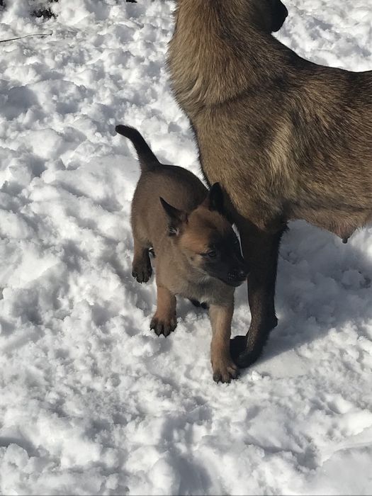 Залишилося 3 хлопчики і 1 дівчинка.Шукають люблячу родину.