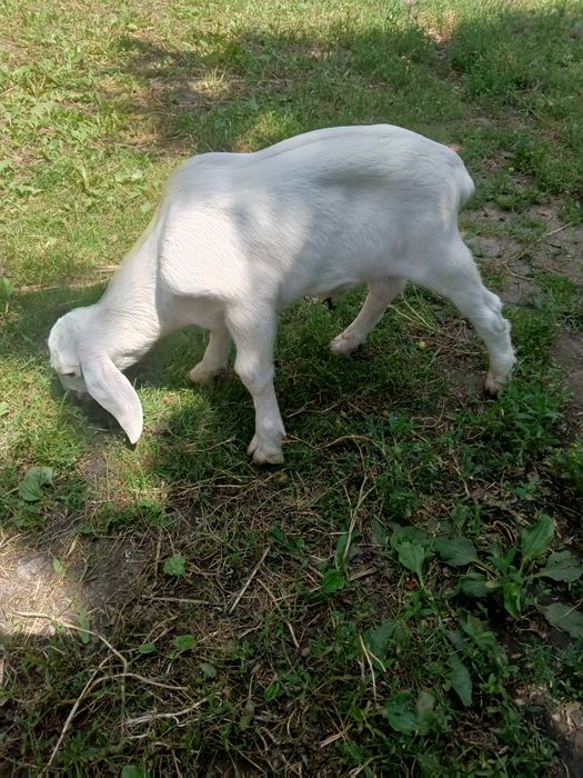 Продам стадо кіз