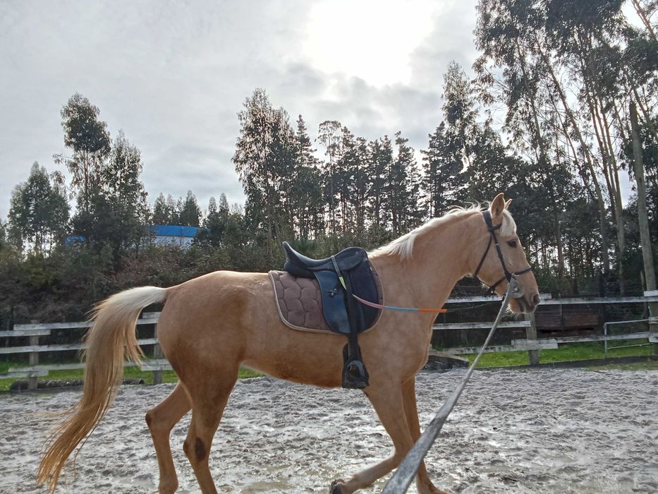 Égua lusoarabe palomina