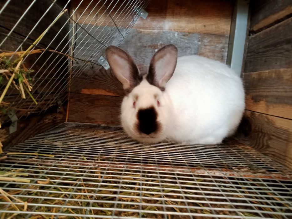 Кролики каліфорнійські  - кроленята, кітні самиці
