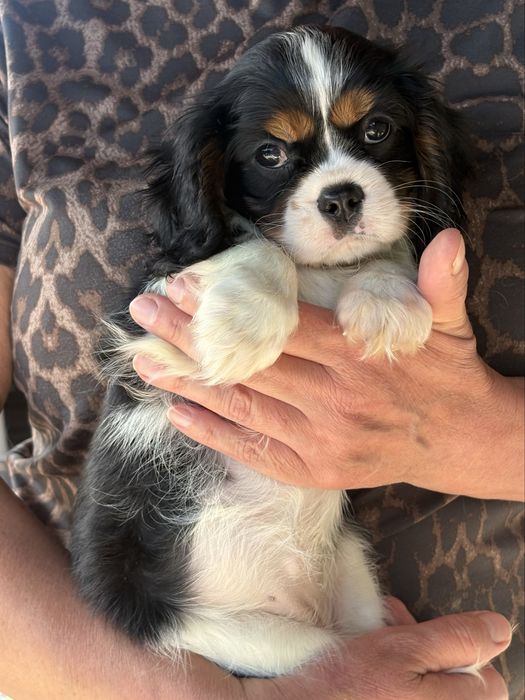 Cavalier King Charles Spaniel -suczka ZKwP