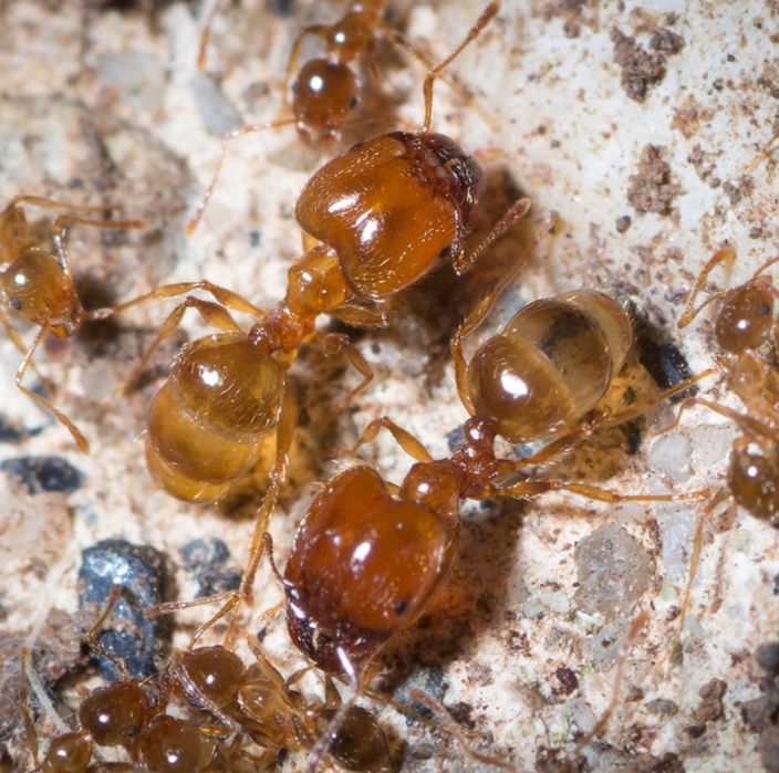 Экзотические муравьи Pheidole pallidula  с рабочими для муравьиной фермы! Корм в подарок!