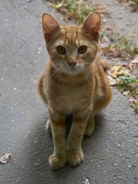 Отдам рыжего котёнка-мальчика