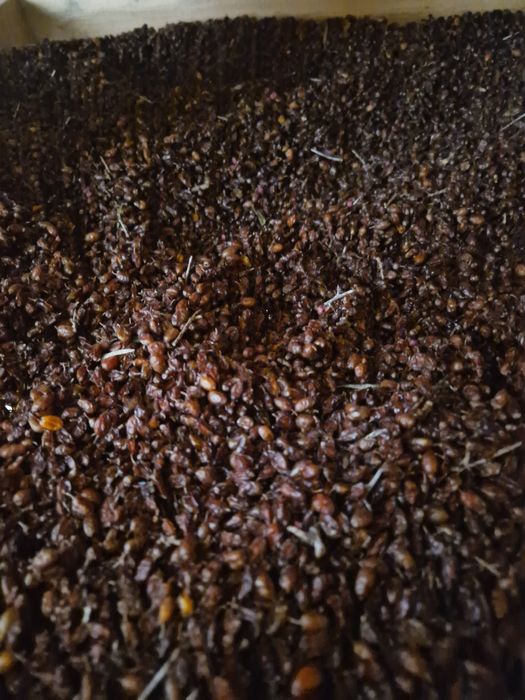 Продам сушену обліпиху