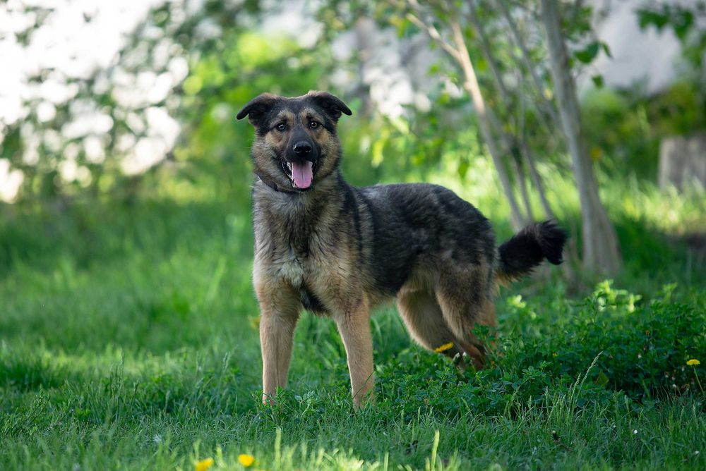 Віддам в добрі руки молодого собаку Сема.