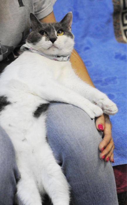 Добрая Кошечка Санни ищет  семью!