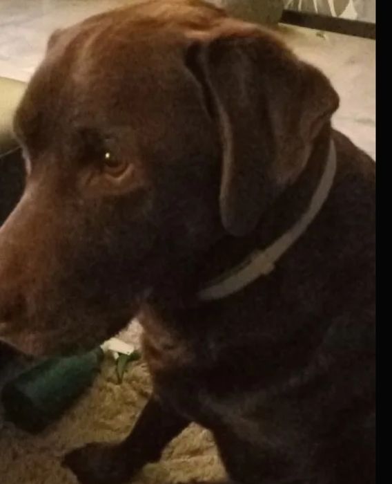 Coleira desparasitante