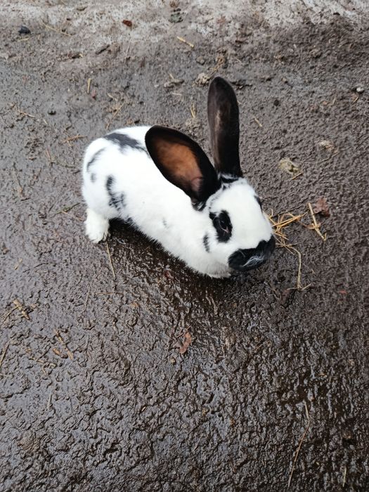 Sprzedam młode króliki samce