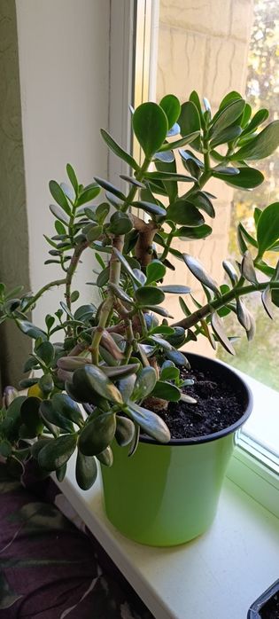 Алое вера (дітки, листя), Рео, Товстянка (грошове дерево)