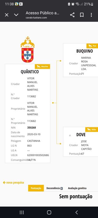 lusitano muito Tipico