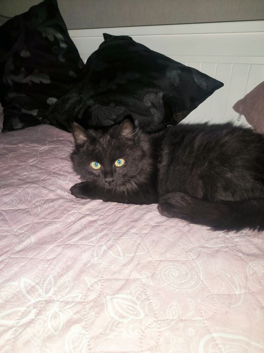 Отдам котенка в добрые руки