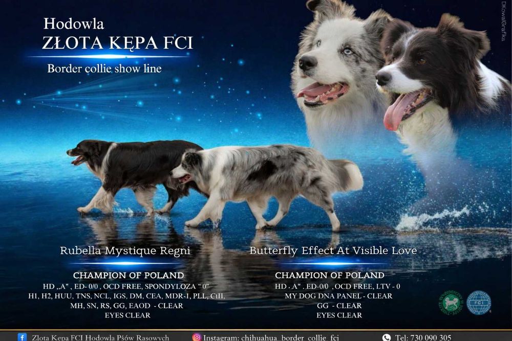 Border collie blue merle ZKwP/ FCI