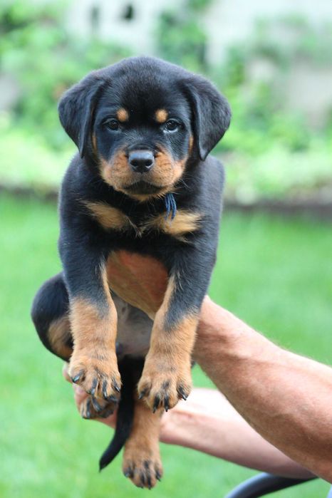 Ротвейлерята для кращих власників