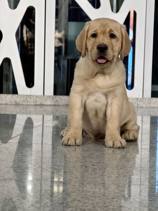 Labrador Retriever - suczka ZKwP
