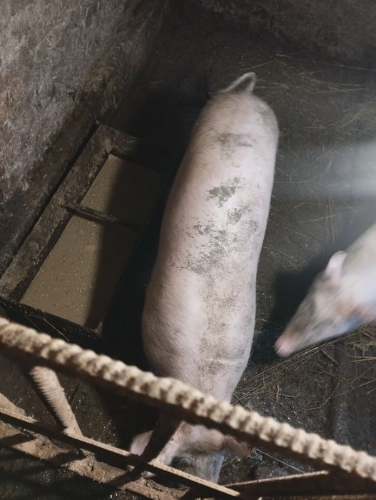 Продам льошку на свиноматку