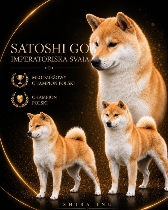 Shiba inu z hodowli Markarowi FCI