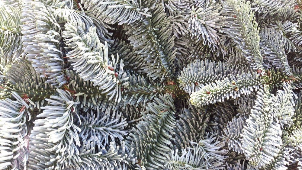 Gałęzie Jodły Nobilis i Kaukaskiej