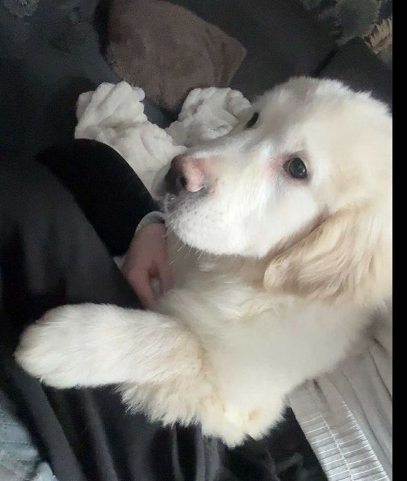 Golden Retriever piesek