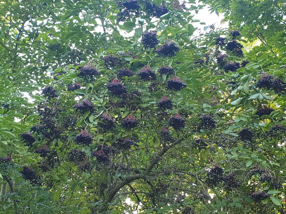 Syrop z owoców bzu czarnego domowy 500 ml 2025r