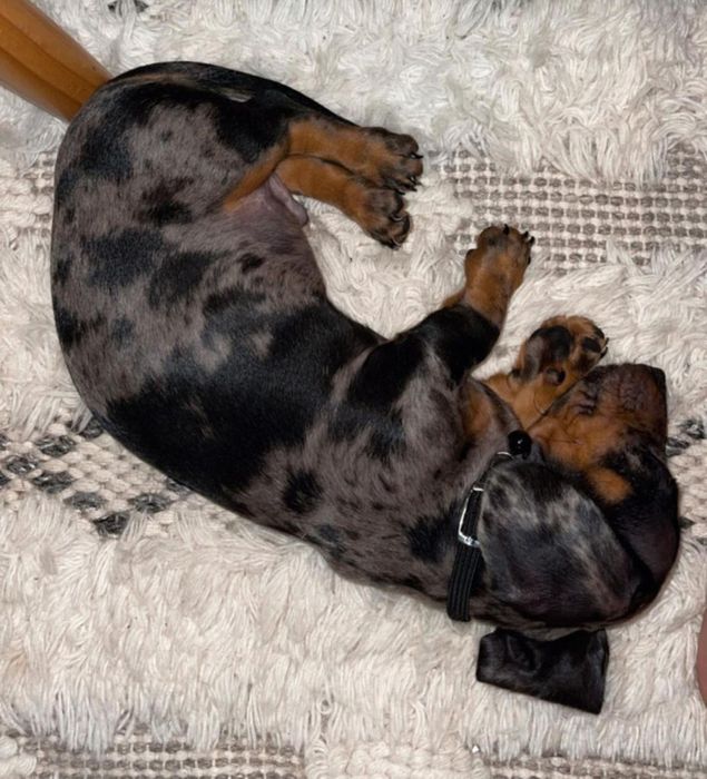 Такса міні цуценя хлопчики і дівчатка