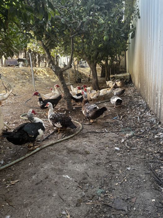 Patos e patas  grandes